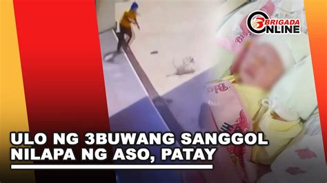 lalake kinantot ang aso|Lolo nilapa ng 5 alagang aso, patay! .